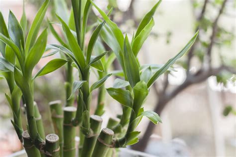 闊葉植物風水|風水植物｜不只富貴竹！7款招財/招桃花植物推介+不 